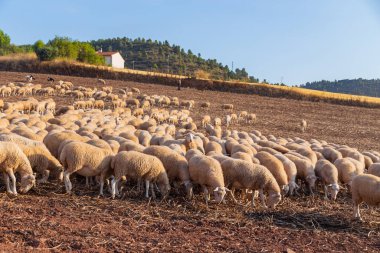Navarra, Spain: View of a shepherd with his flock of sheep in a farm in Navarra. Spain