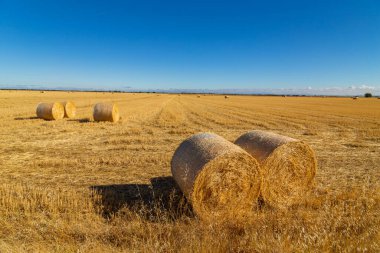 İspanya 'nın kuzeyinde bir ekin tarlası manzarası