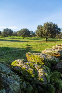 Cork oak trees (Quercus suber) in the landscape, Extremadura, Spain, Europe