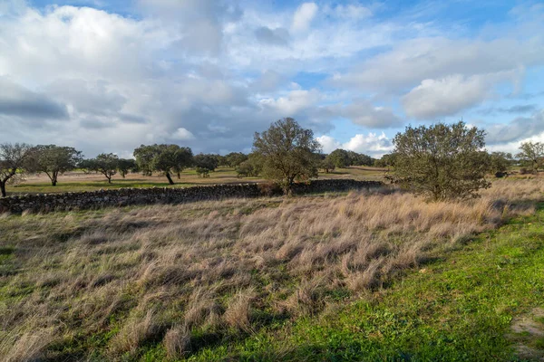 Korkkitammi Quercus Suber Maisemassa Extremadura Espanja Eurooppa — kuvapankkivalokuva