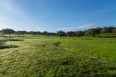 Cork oak trees (Quercus suber) in the landscape, Extremadura, Spain, Europe