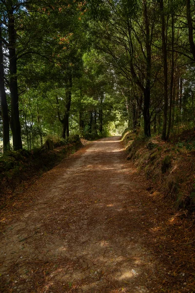 Pad Midden Het Bos Noord Spanje Baskenland — Stockfoto