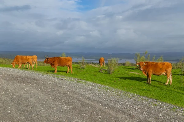 牛在卡塞雷斯附近的草地上 埃斯特雷马杜拉 西班牙 — 图库照片