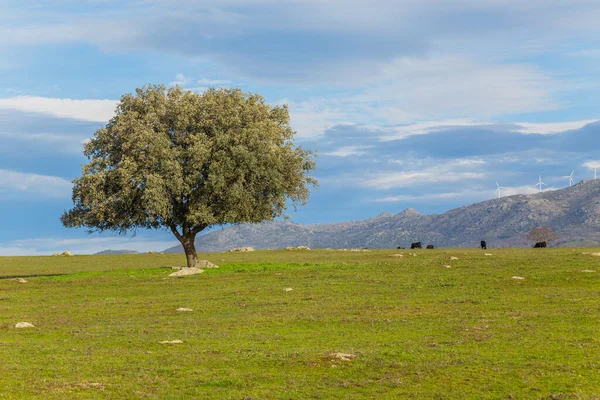 埃斯特雷马杜拉牧场中央的一棵孤独的橡树 西班牙 — 图库照片