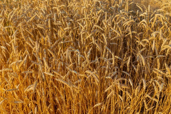 Wheat Field Pyrenees Navarra Spain — стоковое фото