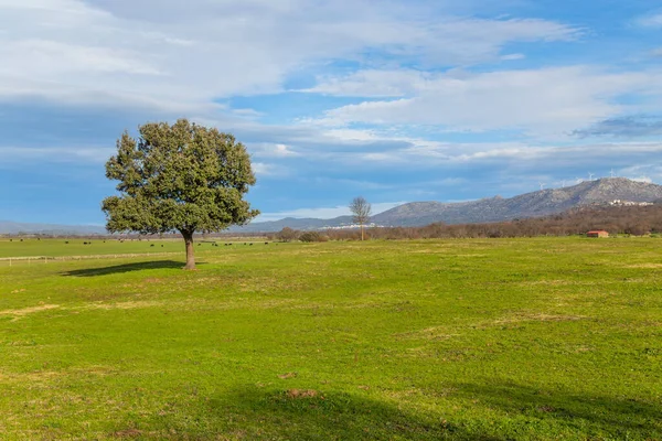 埃斯特雷马杜拉牧场中央的一棵孤独的橡树 西班牙 — 图库照片