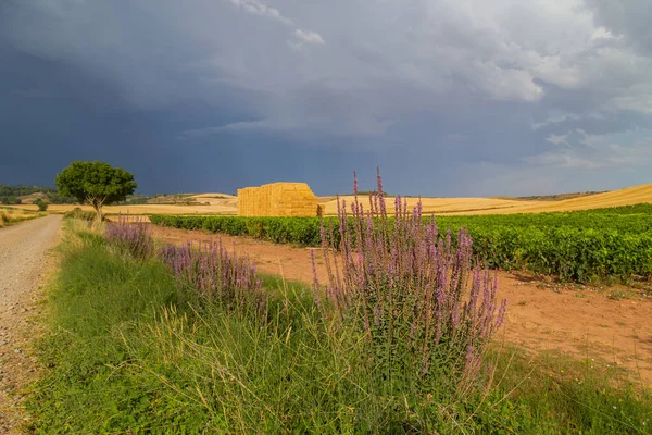 Rural Road Spanish Countryside Agricultural Fields Wheat Harvest Season Navarra — Foto de Stock