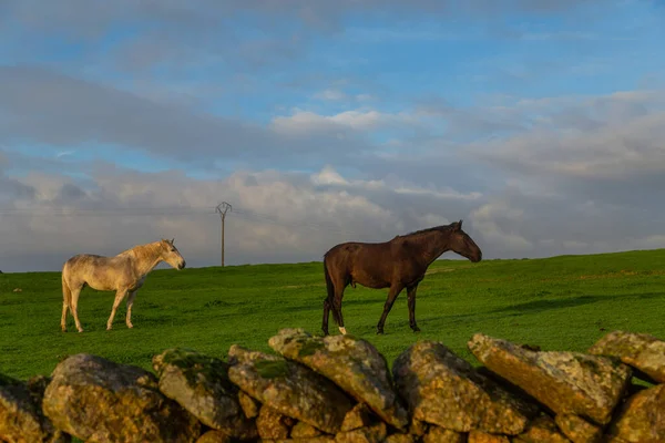 Dois Cavalos Num Campo Estremadura Com Luz Pôr Sol Espanha — Fotografia de Stock