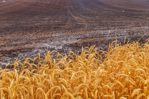 Pšeničné Pole Pyrenejích Navarry Španělsko — Stock fotografie