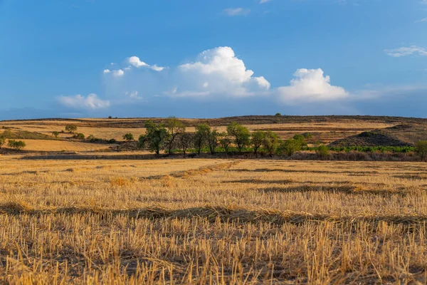 Blick Auf Ein Getreidefeld Norden Spaniens — Stockfoto