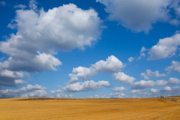 View Crop Field North Spain — Stock Photo, Image