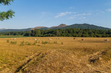 Cows grazing in Pyrenees, meadows at Navarra. Spain