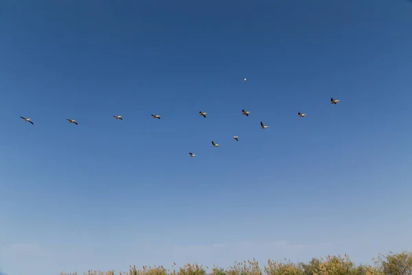 Flock Flying Pelicans Blue Sky Its Pink Backed Pelican Pelecanus — Foto de Stock