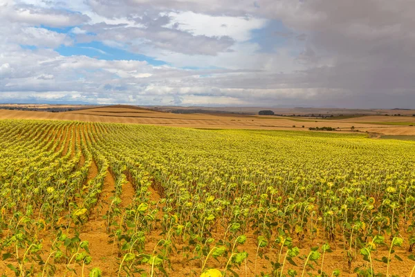 西班牙纳瓦拉圣地亚哥的向日葵领域 — 图库照片