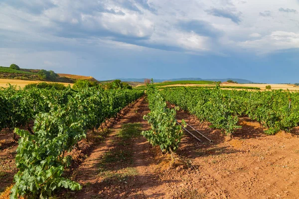 Vineyards Beautiful Valley Pamplona Northern Spain — 图库照片