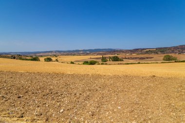 İspanya 'nın kuzeyinde bir ekin tarlası manzarası