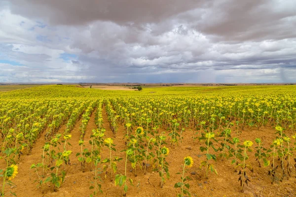 Sonnenblumenfeld Camino Santiago Navarra Spanien — Stockfoto