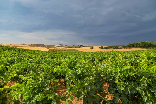 Vineyards Beautiful Valley Pamplona Northern Spain — 图库照片
