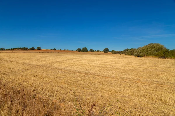 Vista Campo Coltivato Nel Nord Della Spagna — Foto Stock