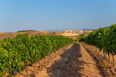 Camino de Santiago, Cirauqui köyüne doğru giden yol olarak da bilinir. Extremadura, İspanya