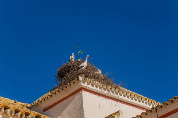 西班牙埃斯特雷马杜拉鸟巢中的鹤 — 图库照片