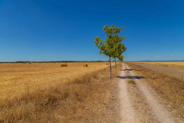Rural Road Spanish Countryside Agricultural Fields Wheat Harvest Season Navarra — Zdjęcie stockowe