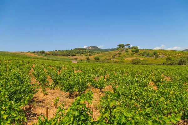Vineyards Beautiful Valley Pamplona Northern Spain — ストック写真