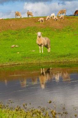 Extremadura, İspanya 'da küçük bir göl kenarındaki koyunlar