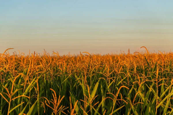 Goldenes Weizenfeld Bei Sonnenuntergang Navarra Spanien — Stockfoto