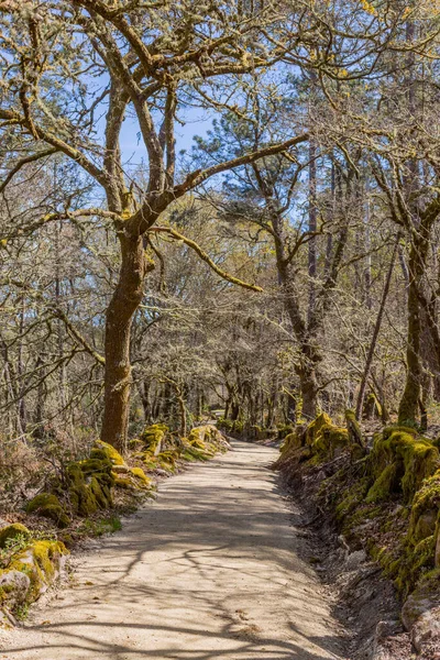 Weg Camino Santiago Bedevaart Het Oversteken Van Een Groen Bos — Stockfoto