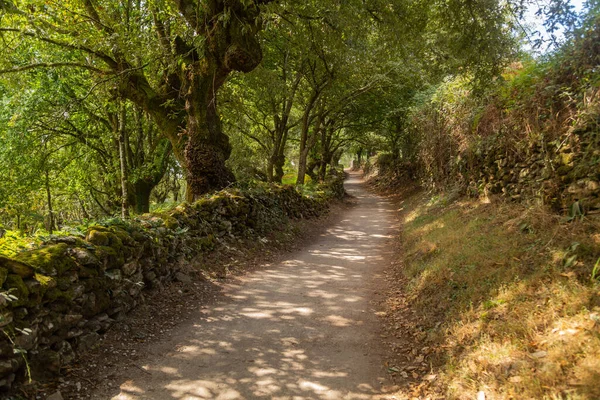 Stezka Uprostřed Lesa Severním Španělsku Baskicko — Stock fotografie