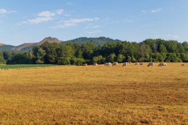 Cows grazing in Pyrenees, meadows at Navarra. Spain