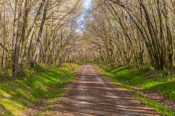 Дорога Паломничестве Камино Сантьяго Пересекая Зеленый Лес — стоковое фото