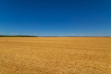 İspanya 'nın kuzeyinde bir ekin tarlası manzarası
