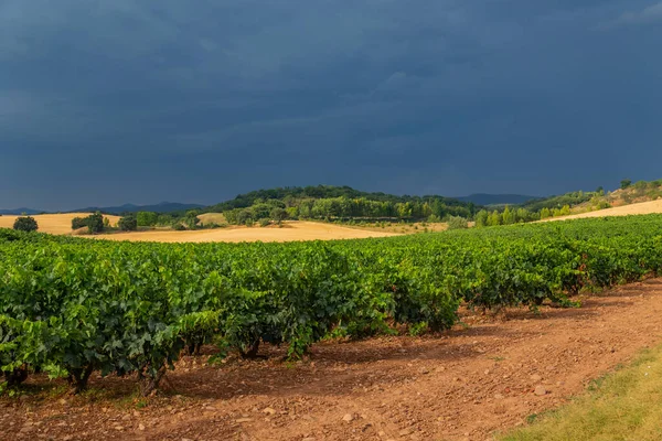 Vineyards Beautiful Valley Pamplona Northern Spain — стоковое фото