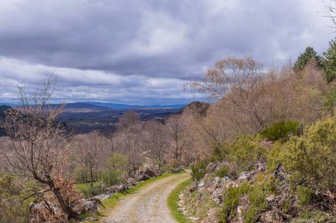 Camino de Santiago hac yol, yeşil bir orman geçerken