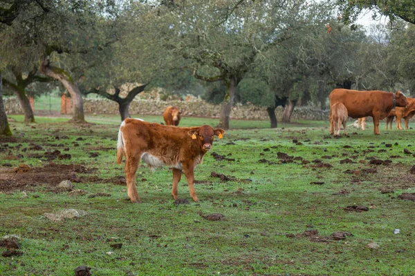 カセレスの近くの牧草地で牛 スペイン エストレマドゥーラ州 — ストック写真