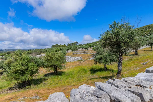 Drzewa Oliwne Wśród Pól Rejonie Fatimy Portugalia — Zdjęcie stockowe