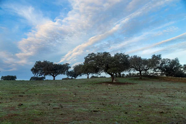 Cork Oak Trees Quercus Suber Morning Extremadura Spain Europe — 图库照片