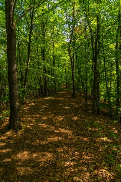 Path Forest Levoca Slovakia — Stock Photo, Image