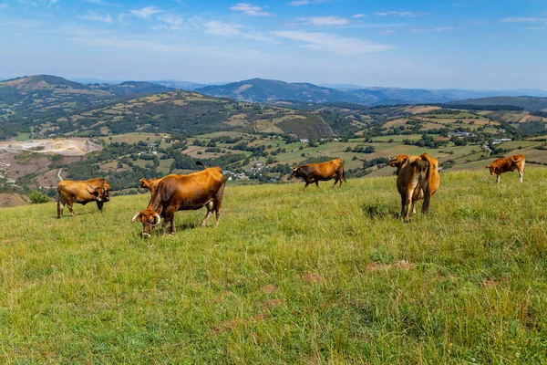 Cows Grazing Pyrenees Meadows Navarra Spain — стоковое фото