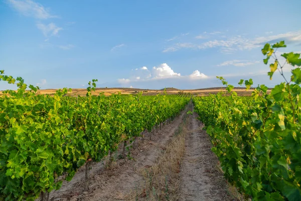 Vineyards Beautiful Valley Pamplona Northern Spain — Fotografia de Stock