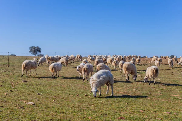 Πρόβατα Βαδίζουν Ειρηνικά Στα Χωράφια Της Υπαίθρου Της Ζαμόρα Ισπανία — Φωτογραφία Αρχείου