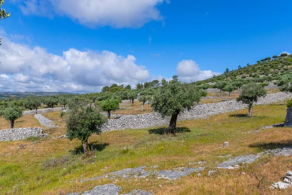 Drzewa Oliwne Wśród Pól Rejonie Fatimy Portugalia — Zdjęcie stockowe