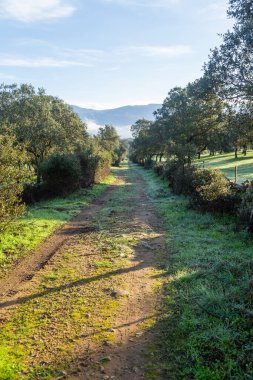 Cork oak trees (Quercus suber) in the landscape, Extremadura, Spain, Europe