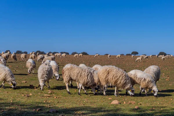 Sheeps Pacing Peacefully Fields Zamora Countryside Spain — Stock Photo, Image