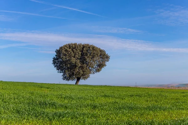 Lonely Oak Middle Pasture Extremadura Spain — Φωτογραφία Αρχείου