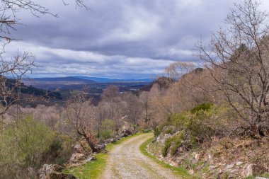 Camino de Santiago hac yol, yeşil bir orman geçerken
