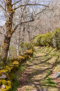 Camino de Santiago hac yol, yeşil bir orman geçerken