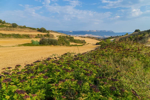 Spanya Nın Kuzeyinde Bir Ekin Tarlası Manzarası — Stok fotoğraf